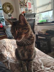 Lost Male Cat last seen Hudson, Oklahoma City, OK 73103