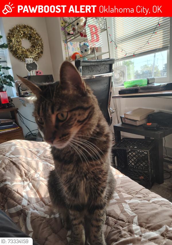 Lost Male Cat last seen Hudson, Oklahoma City, OK 73103