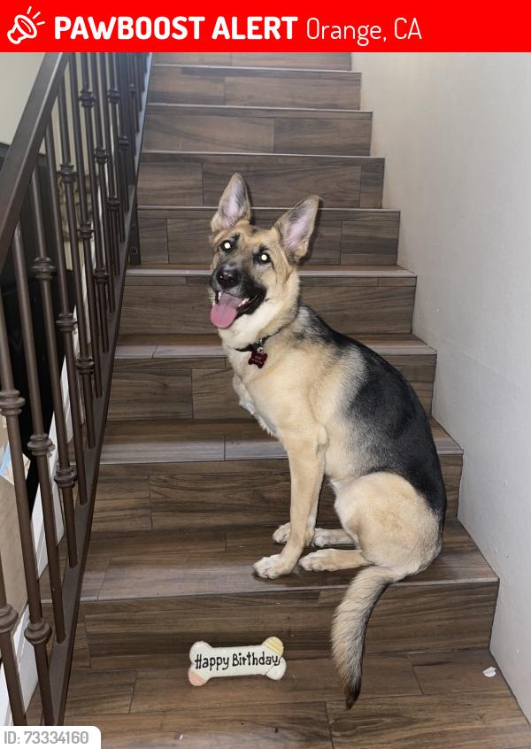 Lost Female Dog last seen Shattuck Pl and Washington, Orange, CA 92866
