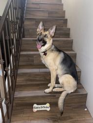 Lost Female Dog last seen Shattuck Pl and Washington, Orange, CA 92866