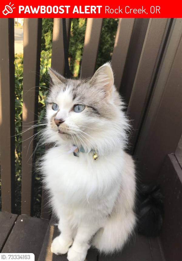 Lost Female Cat last seen 142nd Ave, Rock Creek, OR 97015
