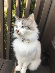 Lost Female Cat last seen 142nd Ave, Rock Creek, OR 97015