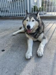 Lost Male Dog last seen Near W 36th St, Los Angeles, CA 90018