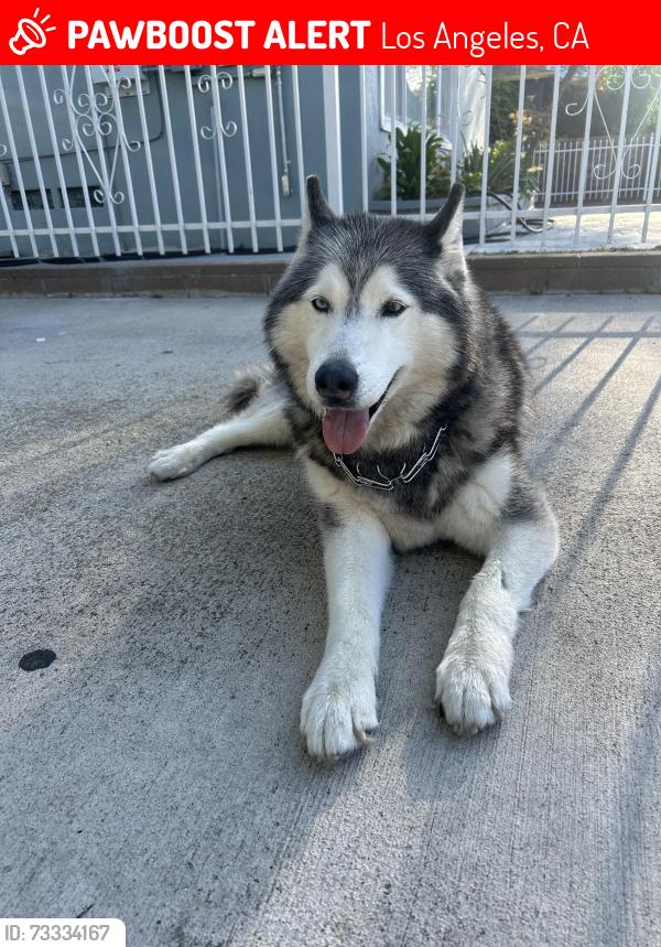 Lost Male Dog last seen Near W 36th St, Los Angeles, CA 90018
