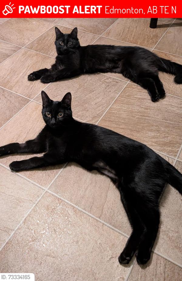 Lost Female Cat last seen Franks, Edmonton, AB T6E 2N7