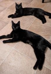 Lost Female Cat last seen Franks, Edmonton, AB T6E 2N7