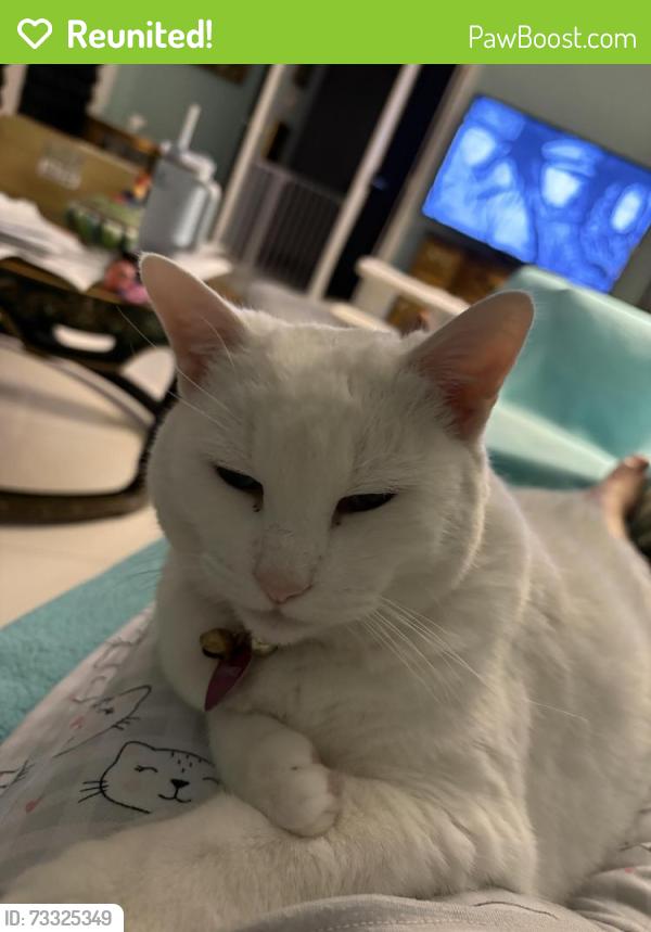 Reunited Female Cat last seen Near whitton 85251, Scottsdale, AZ 85251
