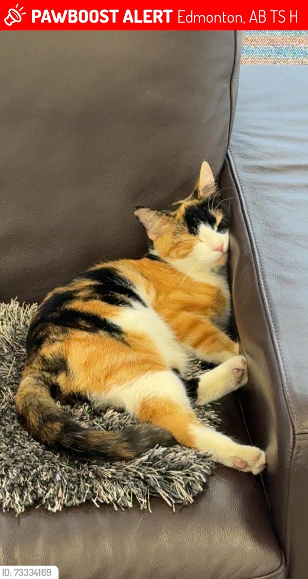 Lost Female Cat last seen 176st & 102Ave NW, Edmonton, AB T5S 1H5