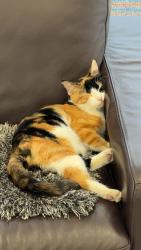 Lost Female Cat last seen 176st & 102Ave NW, Edmonton, AB T5S 1H5