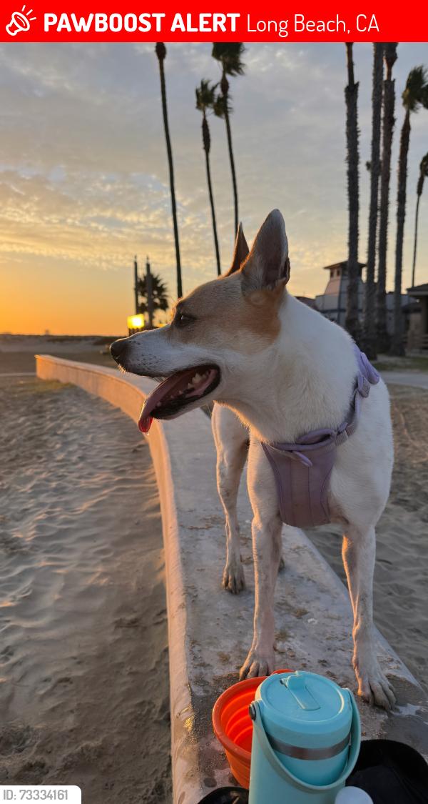 Lost Female Dog last seen Loma avenue & ocean blvd, Long Beach, CA 90831