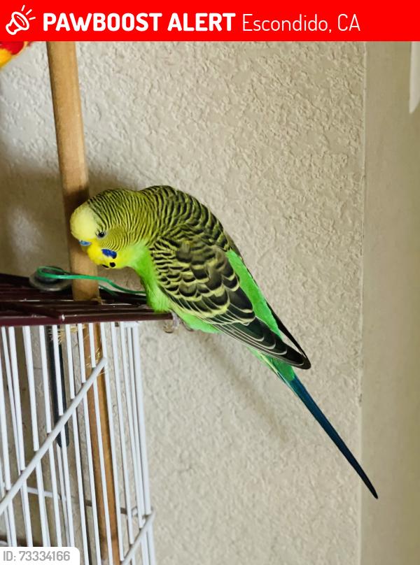 Lost Male Bird last seen Rincon Ave, Escondido, CA 92026