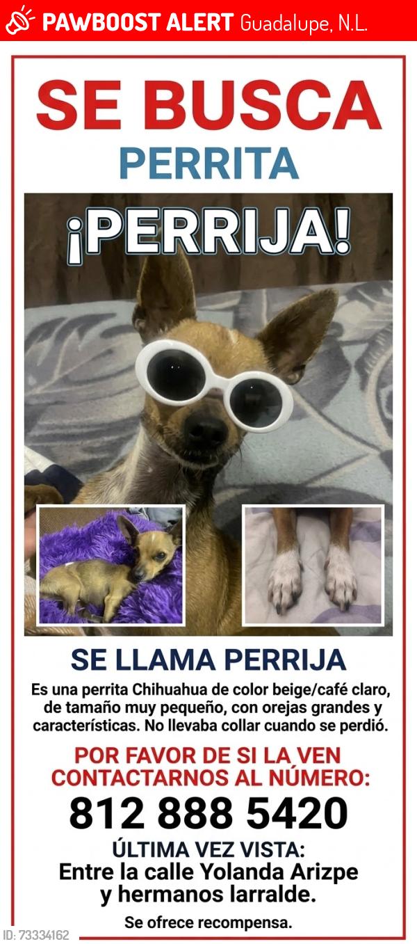 Lost Female Dog last seen Camino real Guadalupe NL, Guadalupe, N.L. 