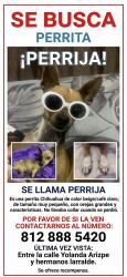 Lost Female Dog last seen Camino real Guadalupe NL, Guadalupe, N.L. 