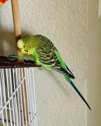 Lost Male Bird last seen Rincon Ave, Escondido, CA 92026