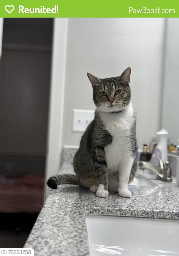 Reunited Female Cat last seen Ahora Ln, Tolleson, AZ 85353