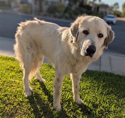 Shelter Stray Female Dog last seen , 4275 Elton St, Baldwin Park, CA 91706, USA