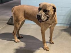 Shelter Stray Female Dog last seen , 4275 Elton St, Baldwin Park, CA 91706, USA