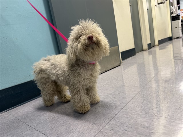 Shelter Stray Male Dog last seen , 4275 Elton St, Baldwin Park, CA 91706, USA