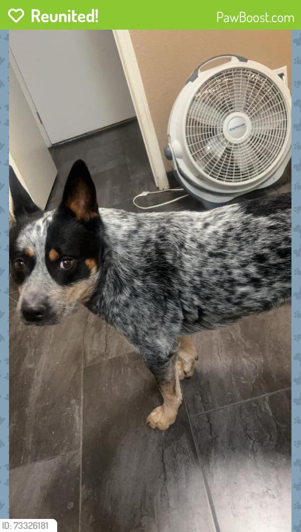 Reunited Male Dog last seen Carey and MLK, North Las Vegas, NV 89032