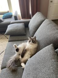 Reunited Male Cat last seen Emerson and 25th, Denver, CO 80205