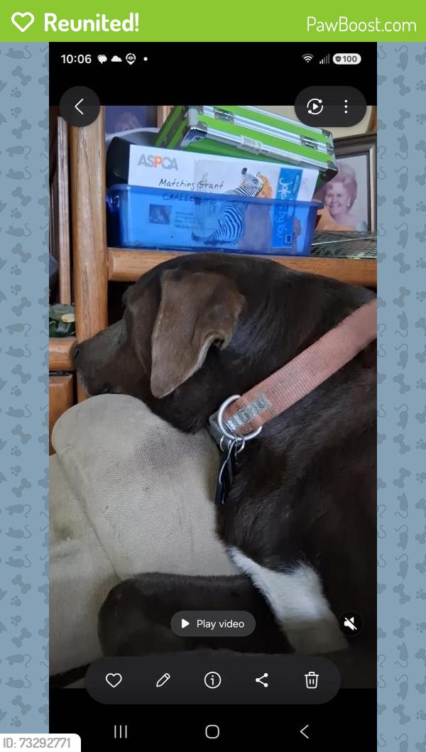 Reunited Female Dog last seen valley blvd., Walnut, CA 91789