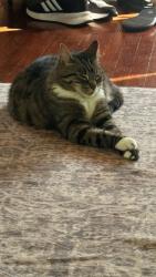 Lost Female Cat last seen Spring st, La Mesa, CA 91942