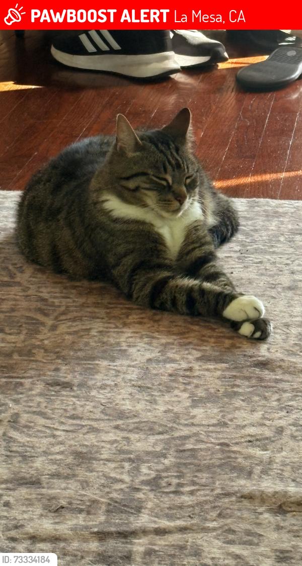 Lost Female Cat last seen Spring st, La Mesa, CA 91942