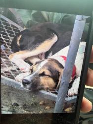 Reunited Male Dog last seen Near dewberry road Pasadena Texas 77506, Pasadena, TX 77502