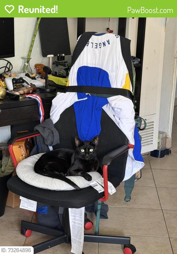 Reunited Male Cat last seen Bellflower blvd and cedar st, Bellflower, CA 90706
