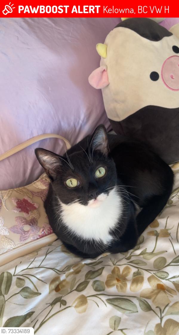 Lost Male Cat last seen Scott road and Ritcher area across from Gyro Beach, Kelowna, BC V1W 3H3