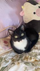 Lost Male Cat last seen Scott road and Ritcher area across from Gyro Beach, Kelowna, BC V1W 3H3