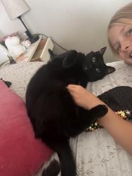 Lost Male Cat last seen Near Arlington library, Arlington, WA 98223