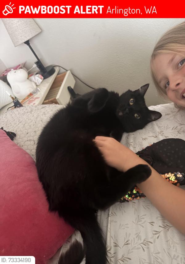 Lost Male Cat last seen Near Arlington library, Arlington, WA 98223