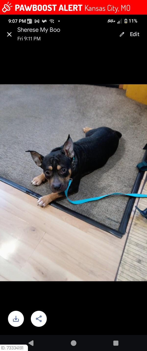 Lost Female Dog last seen Elmwood avenue, Kansas City, MO 64132