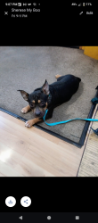 Lost Female Dog last seen Elmwood avenue, Kansas City, MO 64132