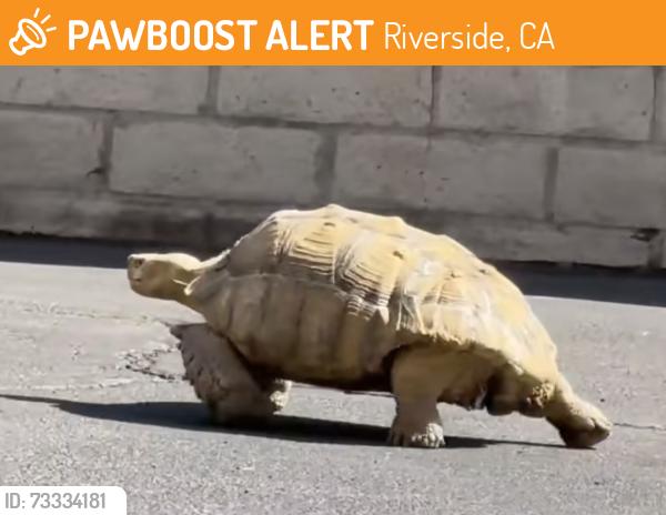 Found/Stray Unknown Reptile last seen Near Brockton Ave, Riverside, CA 92506, Riverside, CA 92506