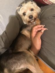 Lost Female Dog last seen Near S Washtenaw, Chicago, IL 60629