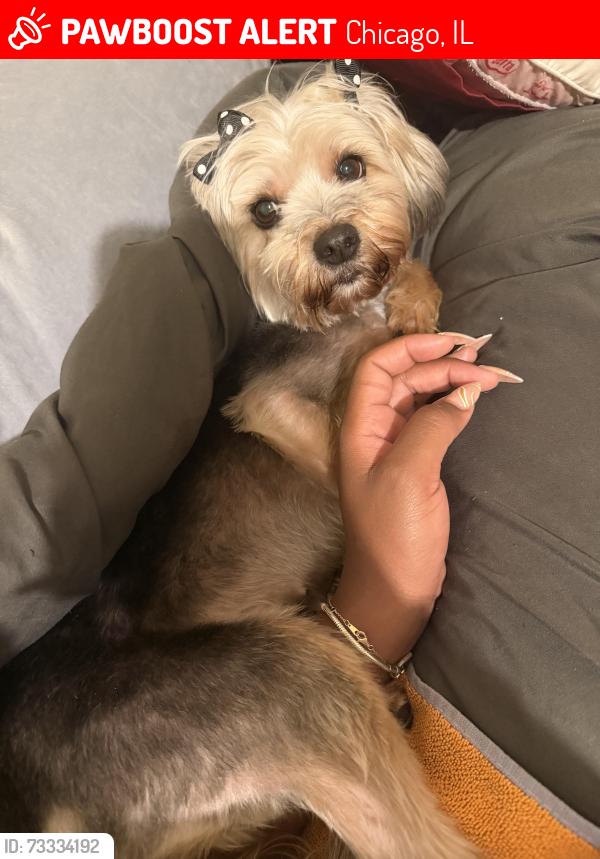 Lost Female Dog last seen Near S Washtenaw, Chicago, IL 60629