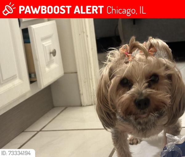 Lost Female Dog last seen Near s Washtenaw, Chicago, IL 60629