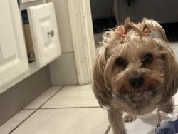 Lost Female Dog last seen Near s Washtenaw, Chicago, IL 60629