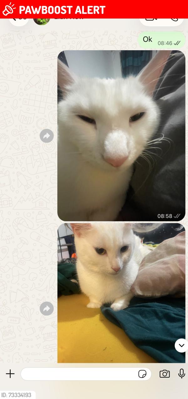 Lost Female Cat last seen Eastham, Greater London, England E6 3JW