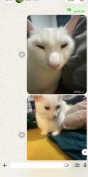 Lost Female Cat last seen Eastham, Greater London, England E6 3JW