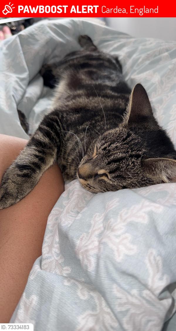 Lost Male Cat last seen Flora close, Cardea, England 
