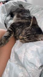 Lost Male Cat last seen Flora close, Cardea, England 