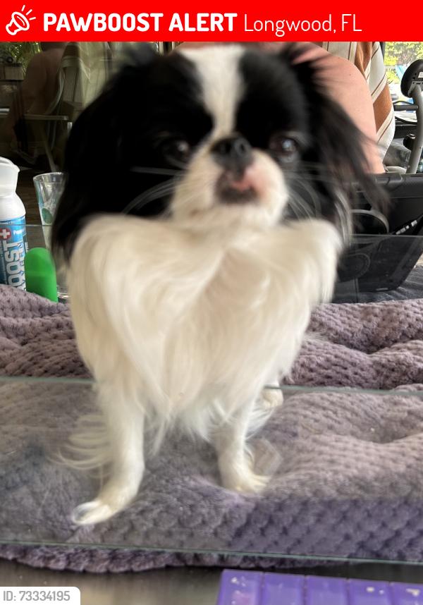 Lost Female Dog last seen Vivaldi Pl, Longwood, FL 32779
