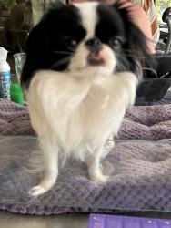 Lost Female Dog last seen Vivaldi Pl, Longwood, FL 32779