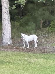Found/Stray Unknown Dog last seen Montgomery Lane, Hopkins, SC 29061