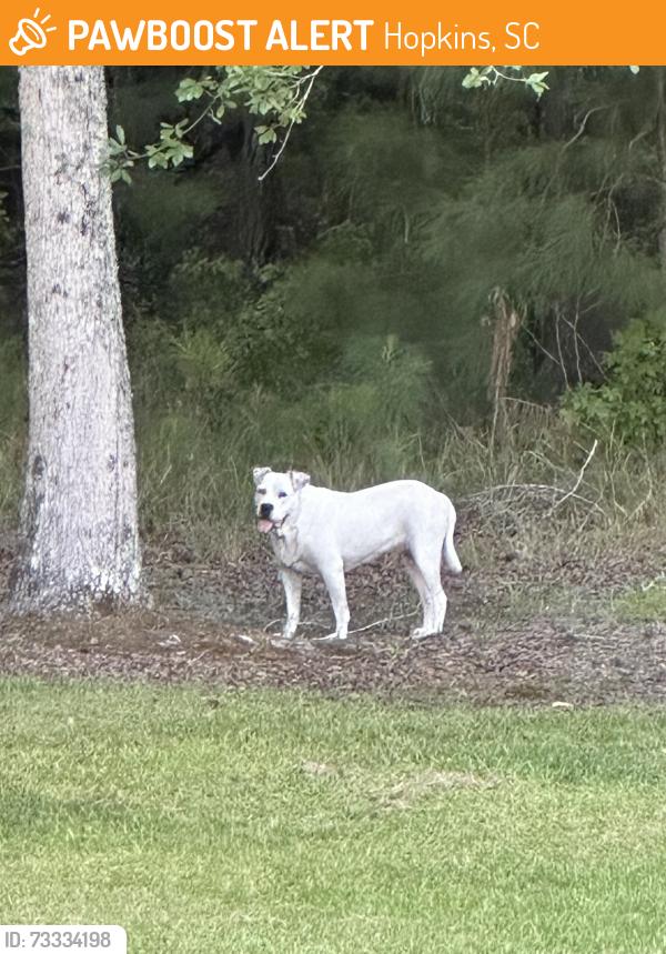 Found/Stray Unknown Dog last seen Montgomery Lane, Hopkins, SC 29061