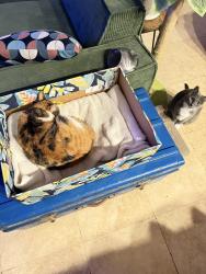 Reunited Female Cat last seen 12th street and alton CT in the alley, Miami Beach, FL 33139