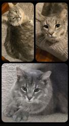 Lost Male Cat last seen Dark rd cambridge md, Cambridge, MD 21613